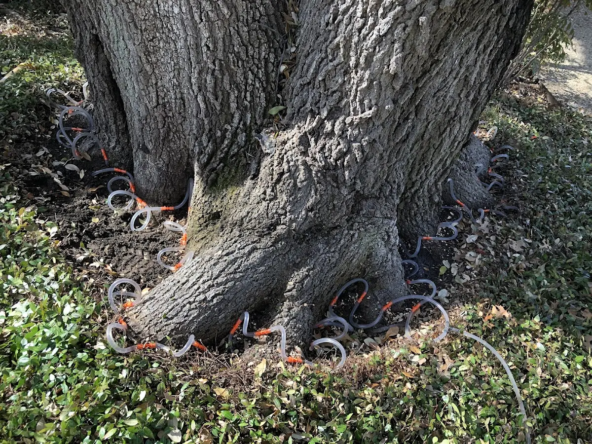 Detailed Tree Cabling and Bracing job site in Musella