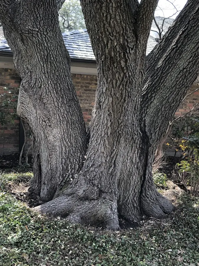 Mature heritage tree close to a Musella property cared for by certified arborists